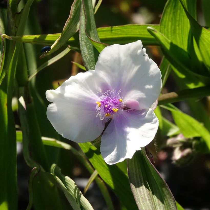 Tradescantia andersoniana Domaine de Courson - Eendagsbloem (Bloei)