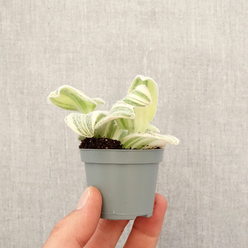 Example of Tradescantia Brightness Mini-plante as you get in printemps