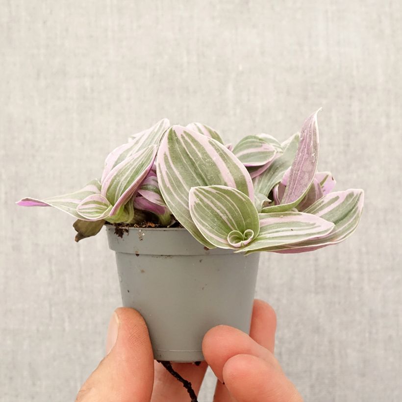 Exemplaar van Tradescantia cerinthoides Sweetness - Vaderplant Mini-kamerplanten zoals geleverd in de lente