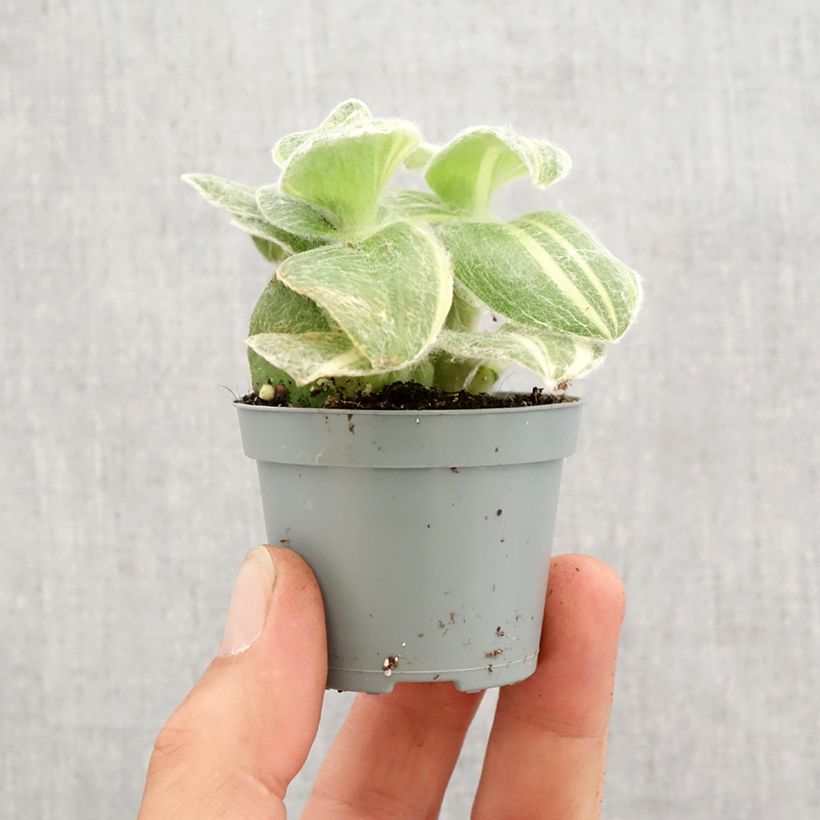 Example of Tradescantia sillamontana Variegata - Vaderplant Mini-plante as you get in printemps