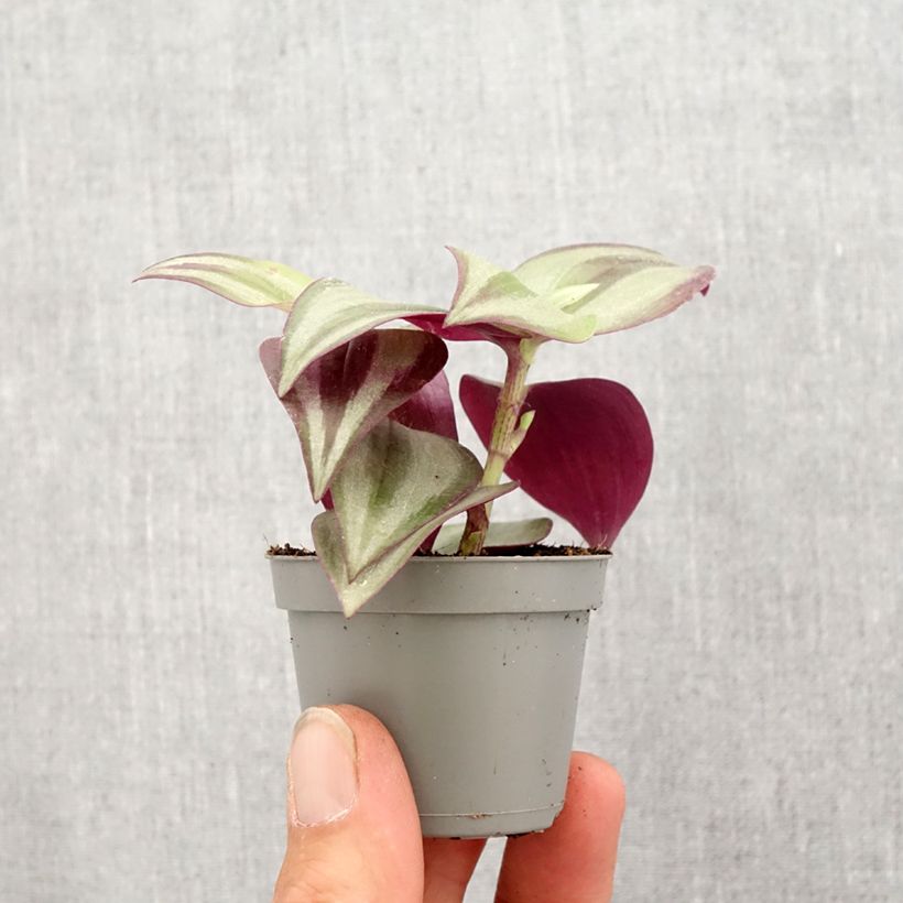 Example of Tradescantia zebrina Pink Joy Mini-plante as you get in printemps