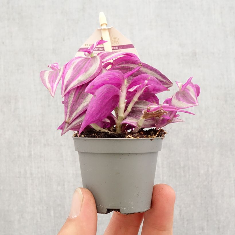 Example of Tradescantia zebrina Pink Paradise - Vaderplant Mini-plante as you get in printemps