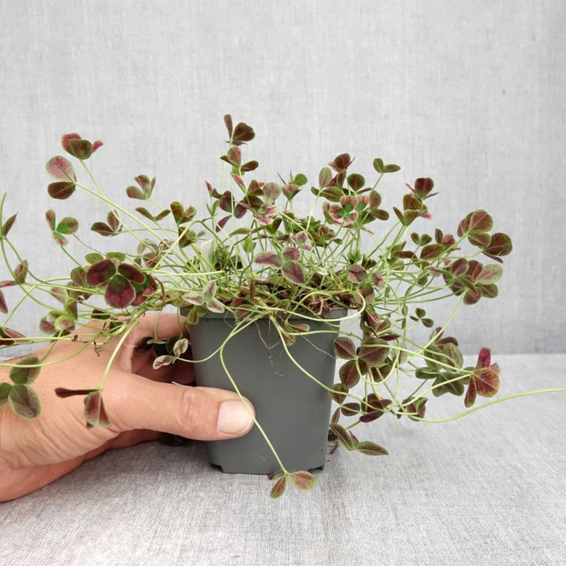 Exemplaar van Trifolium repens Dark Debbie - Witte klaver Kweekpotje van 8/9 cm zoals geleverd in de herfst