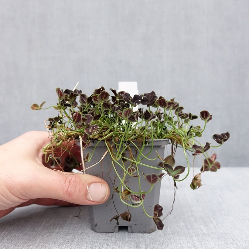 Example of Trifolium repens Dark Debbie - Trèfle Kweekpotje van 8/9 cm as you get in hiver