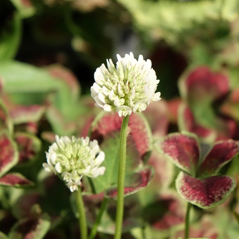 Trifolium repens Estelle - Witte klaver (Bloei)