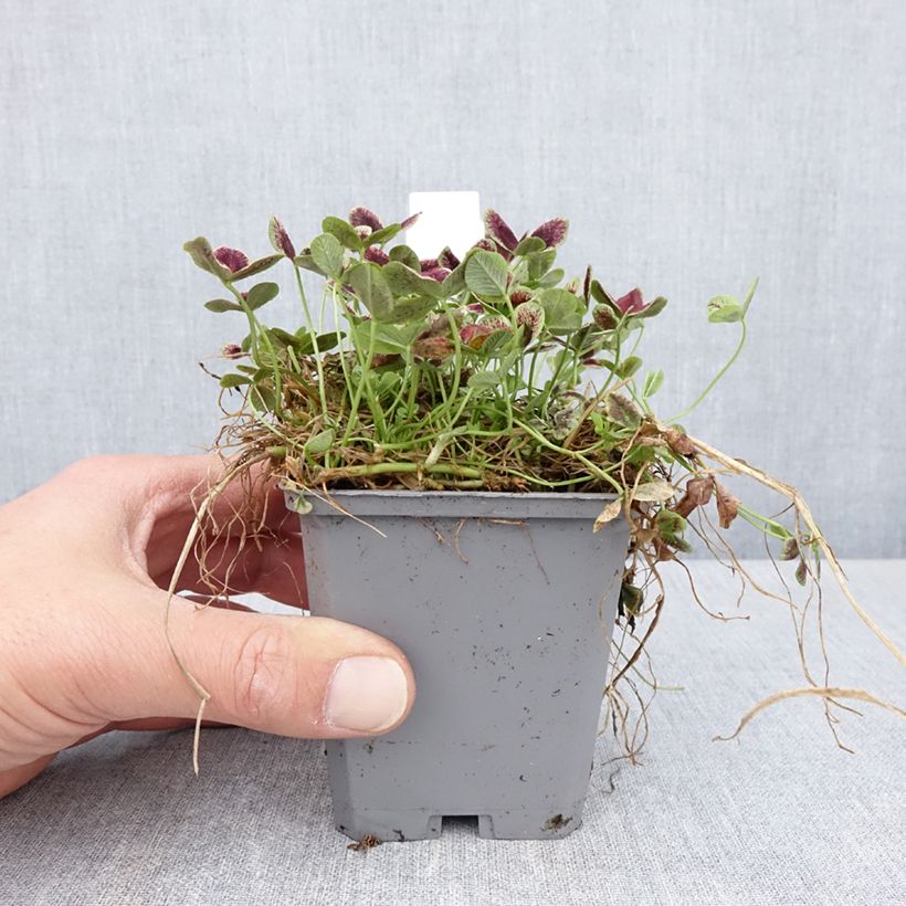 Exemplaar van Trifolium repens Estelle - Witte klaver Kweekpotje van 8/9 cm zoals geleverd in de lente
