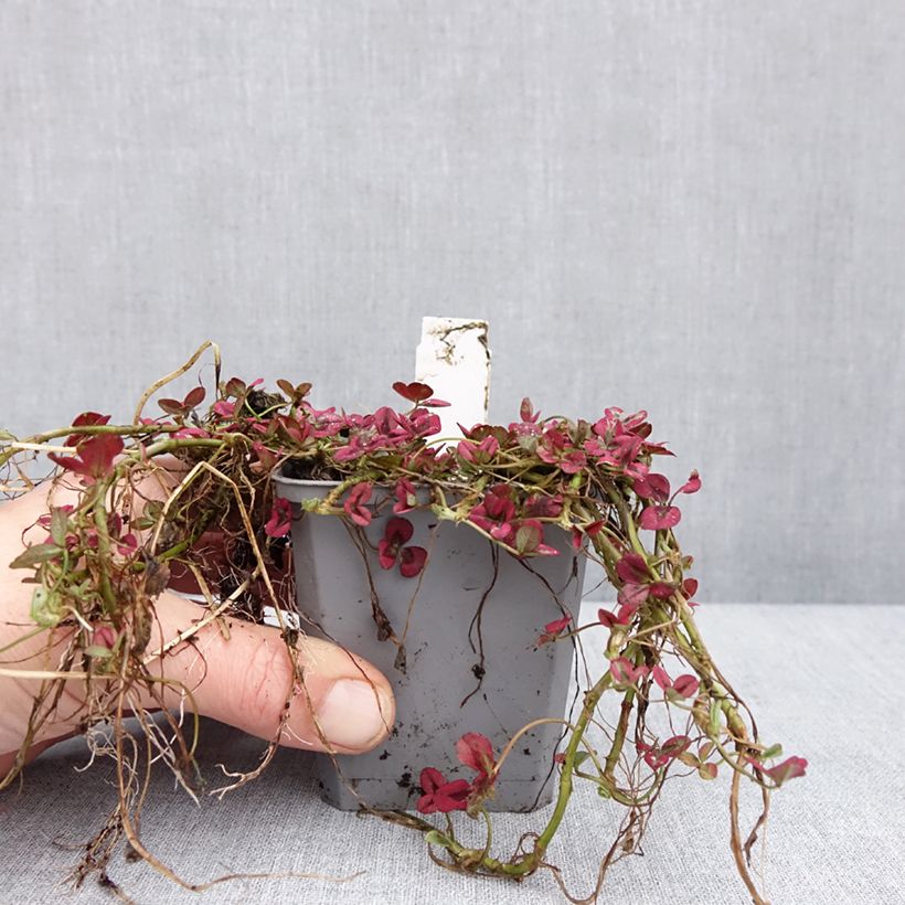 Exemplaar van Trifolium repens Isabella - Trèfle Godet de 8/9 cm zoals geleverd in de winter