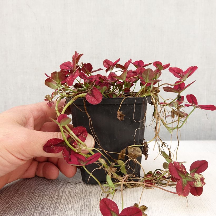 Exemplaar van Trifolium repens Isabella - Witte klaver Kweekpotje van 8/9 cm zoals geleverd in de lente