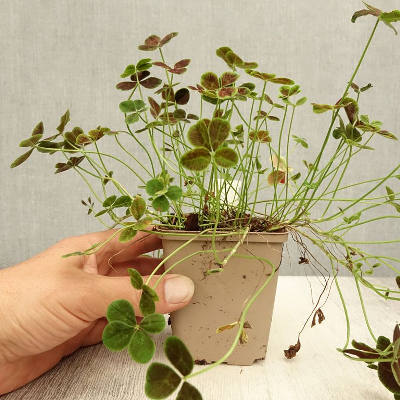Exemplaar van Trifolium repens Pentaphyllum - Witte klaver Kweekpotje van 8/9 cm zoals geleverd in de zomer