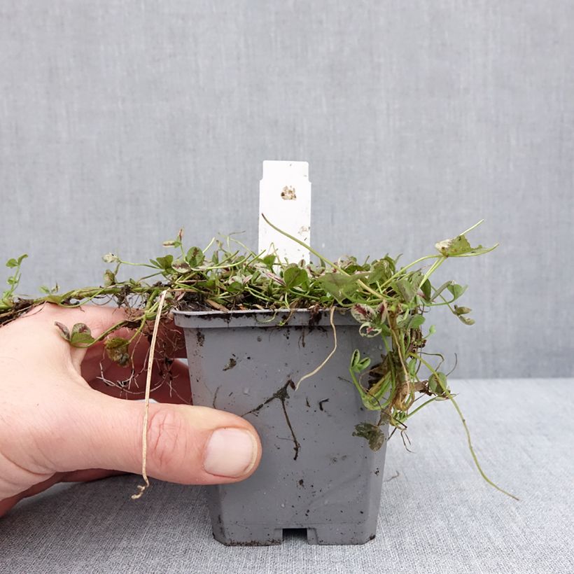 Example of Trifolium repens Sweet Mike - Witte klaver Kweekpotje van 8/9 cm as you get in hiver