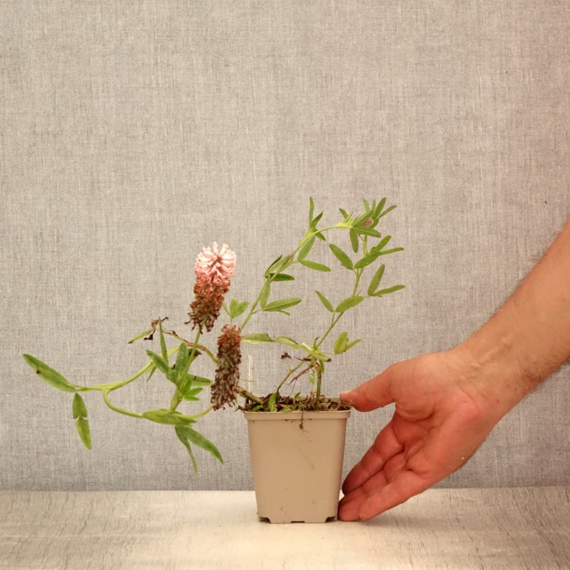 Exemplaar van Trifolium rubens Peachy Pink - Purperen klaver Kweekpotje van 8/9 cm zoals geleverd in de zomer