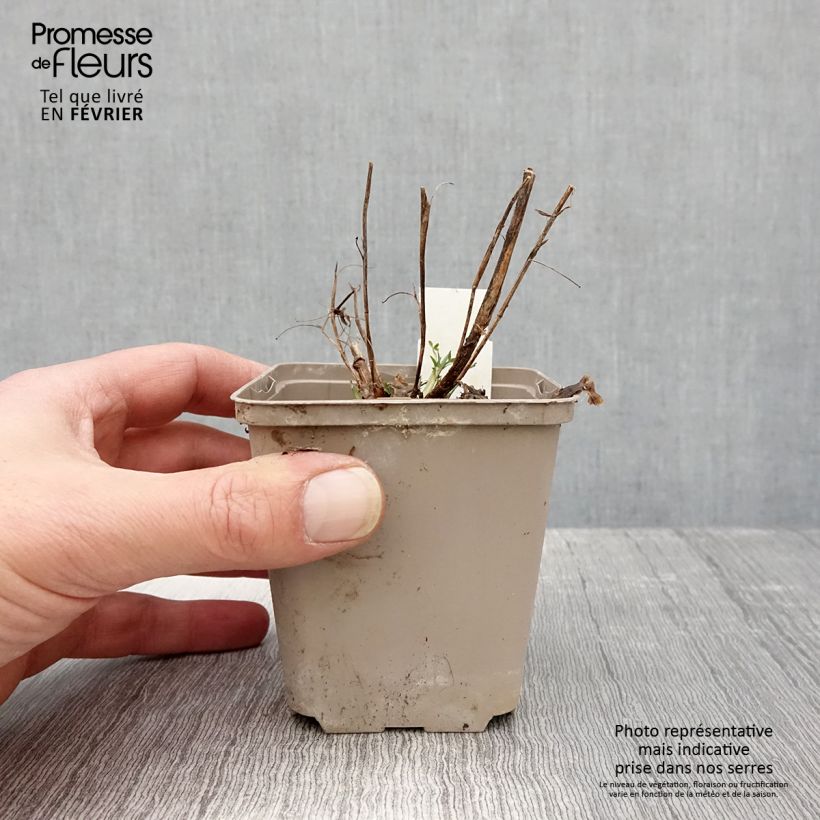 Example of Trifolium rubens Peachy Pink - Trèfle pourpré Kweekpotje van 8/9 cm as you get in hiver