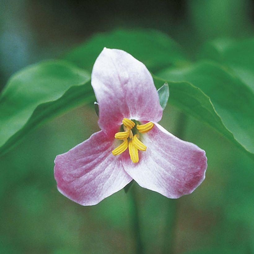 Trillium catesbyi - Drieblad (Bloei)