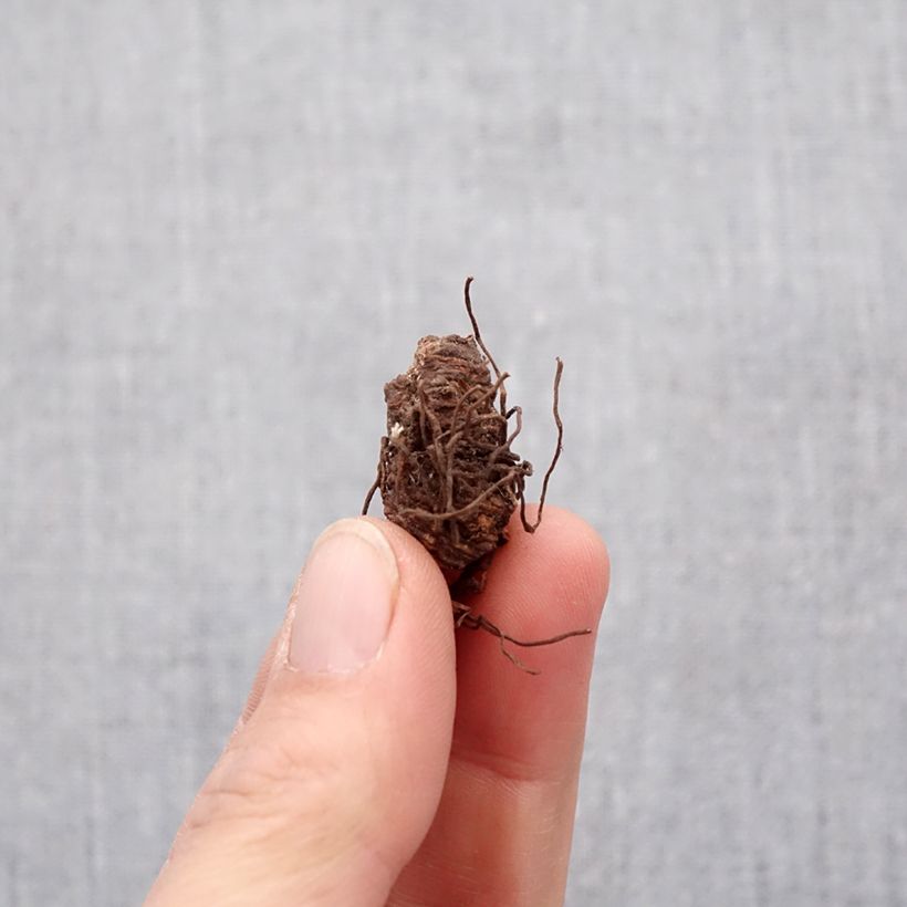 Exemplaar van Trillium catesbyi - Drieblad Bol kaliber I zoals geleverd in de lente