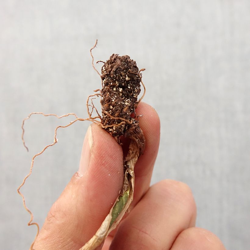 Example of Trillium cuneatum Bol Kaliber/Größe I as you get in printemps