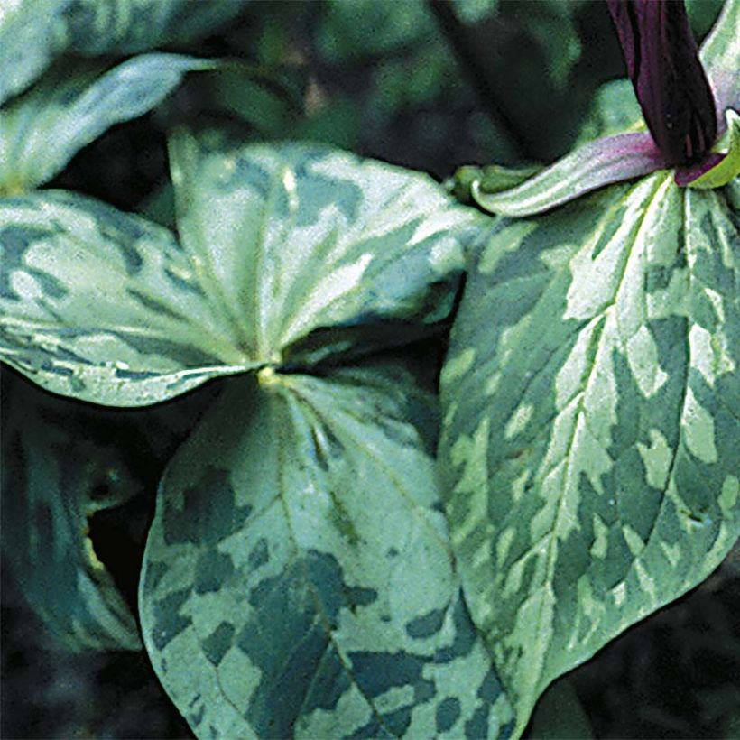 Trillium cuneatum - Drieblad (Foliage)