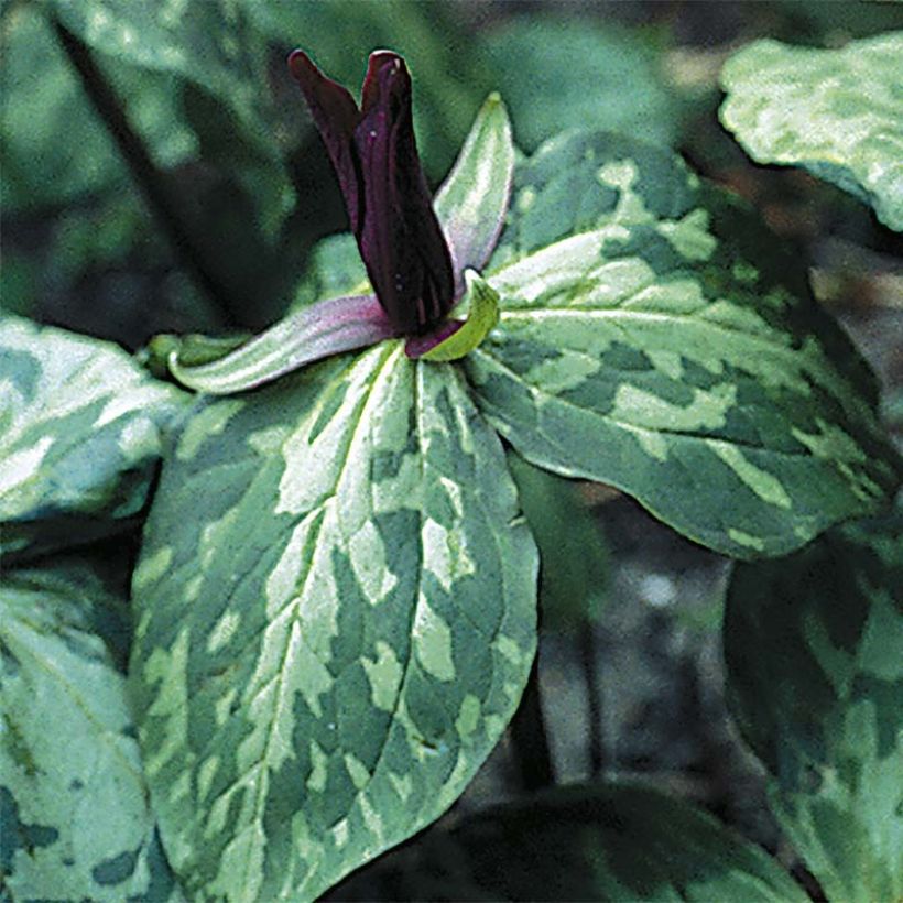 Trillium cuneatum - Drieblad (Flowering)