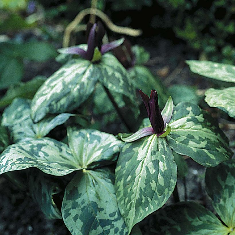 Trillium cuneatum - Drieblad (Plant habit)