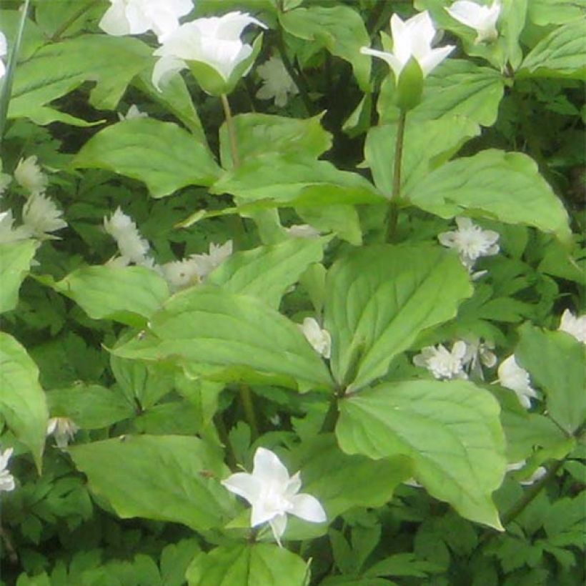 Trillium grandiflorum Flore Pleno - Drieblad (Blad)