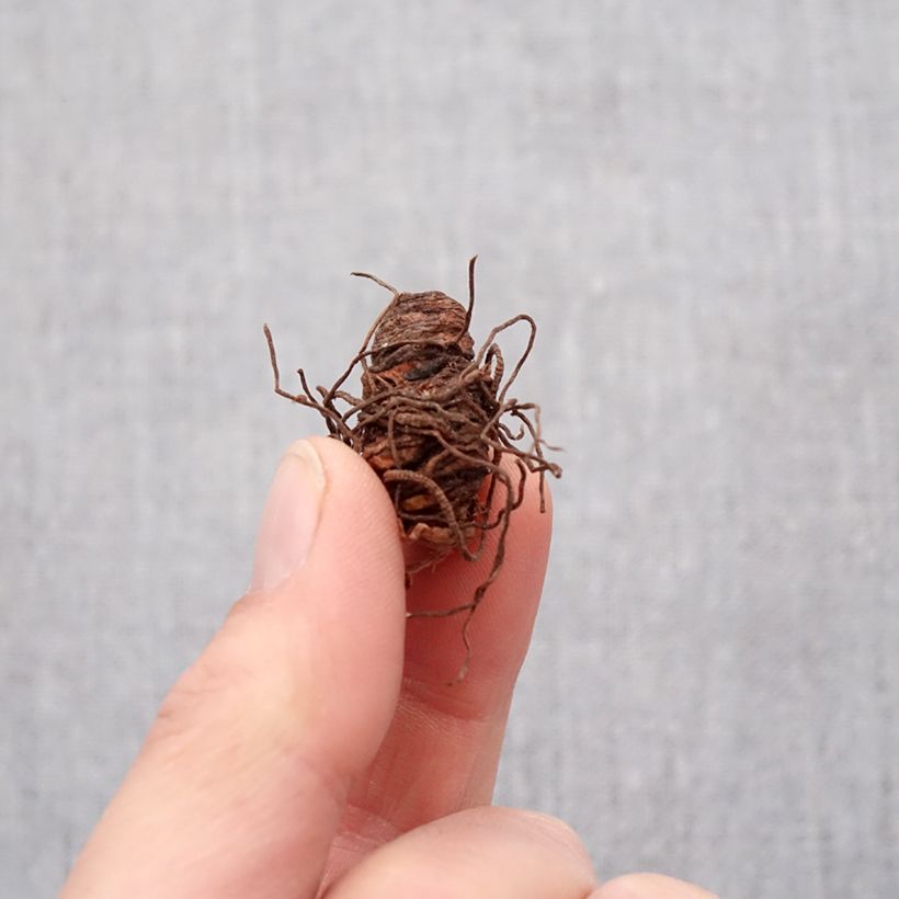 Exemplaar van Trillium grandiflorum Flore Pleno - Drieblad Bol kaliber I zoals geleverd in de lente