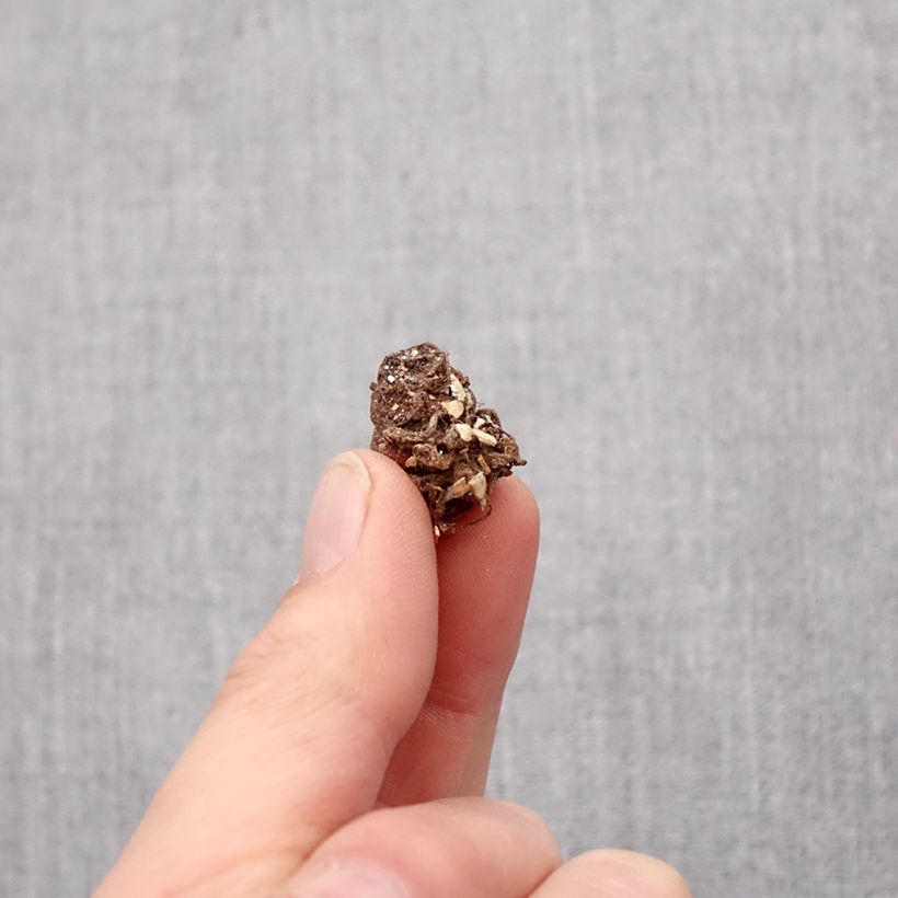 Example of Trillium grandiflorum - Trille blanc Bol size I as you get in printemps