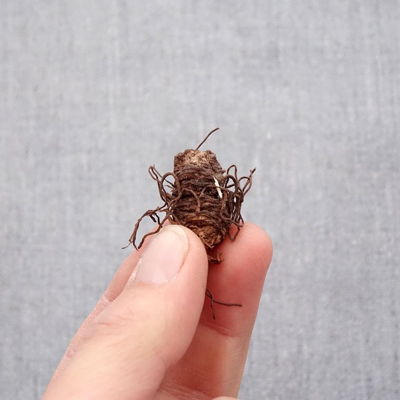 Example of Trillium luteum - Trille à fleurs jaunes Bulbes Bol size I as you get in printemps