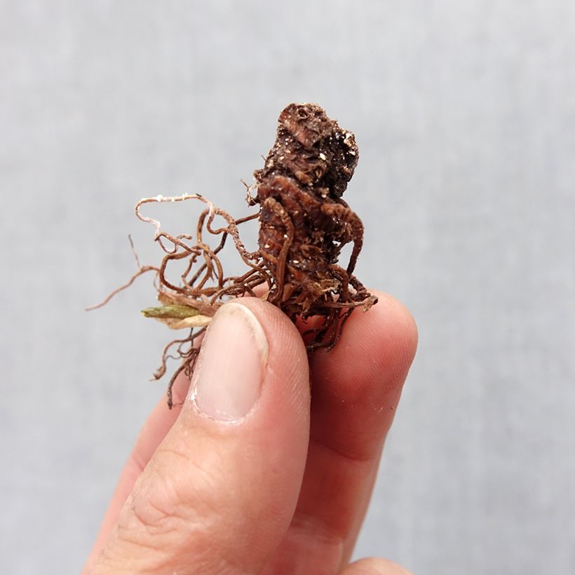 Example of Trillium recurvatum Bol Kaliber/Größe I as you get in printemps