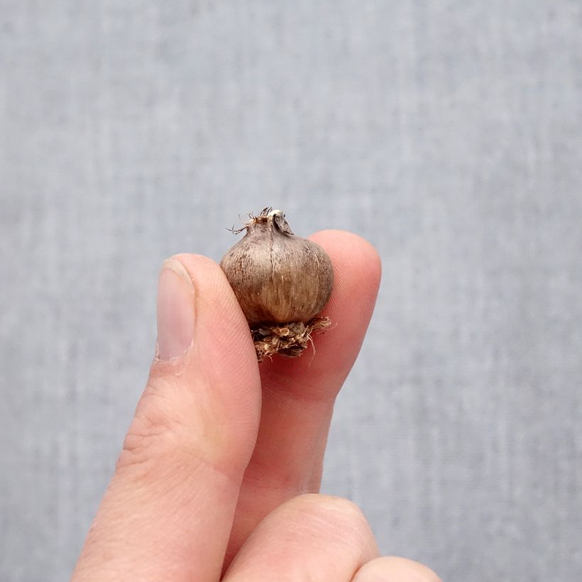 Example of Triteleia Corrina Bol Kaliber/Größe 5+ as you get in printemps