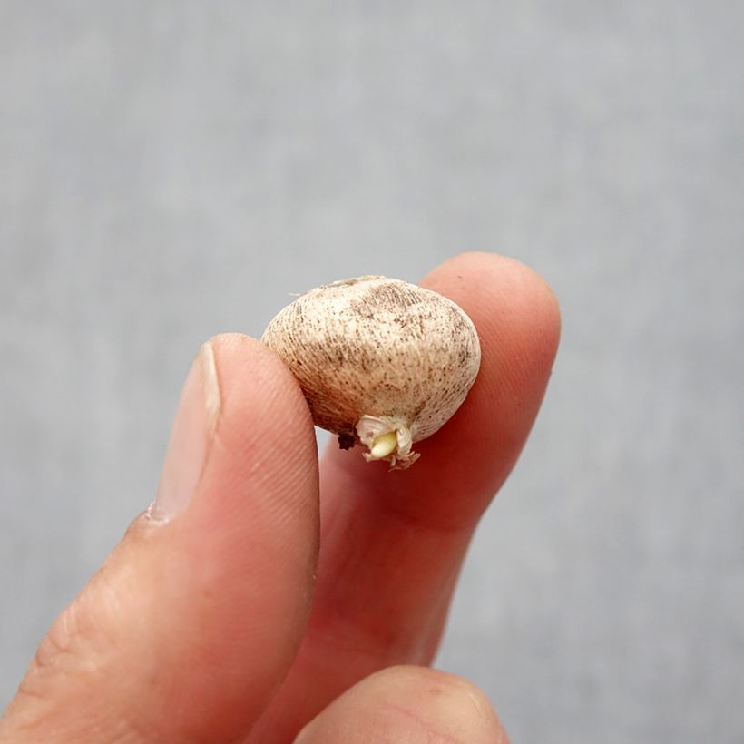 Exemplaar van Triteleia laxa Queen Fabiola - Ithuriel's speer Bol kaliber 4+ zoals geleverd in de lente