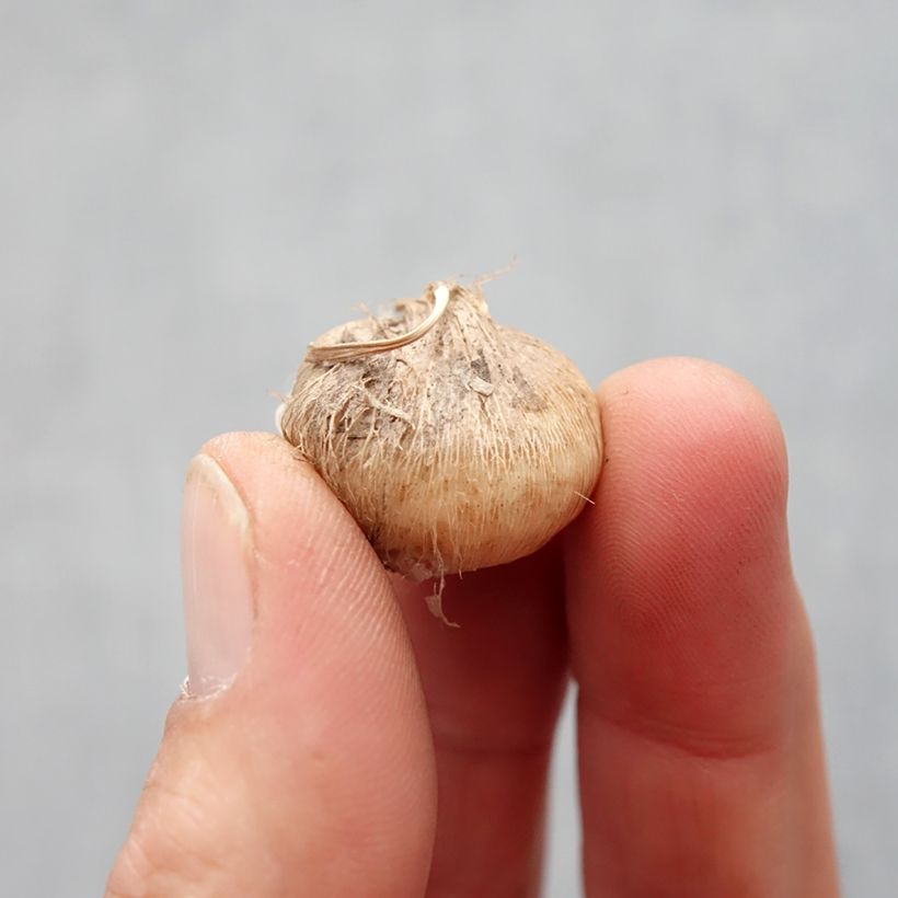 Example of Triteleia Rudy Bol Kaliber/Größe 5+ as you get in printemps