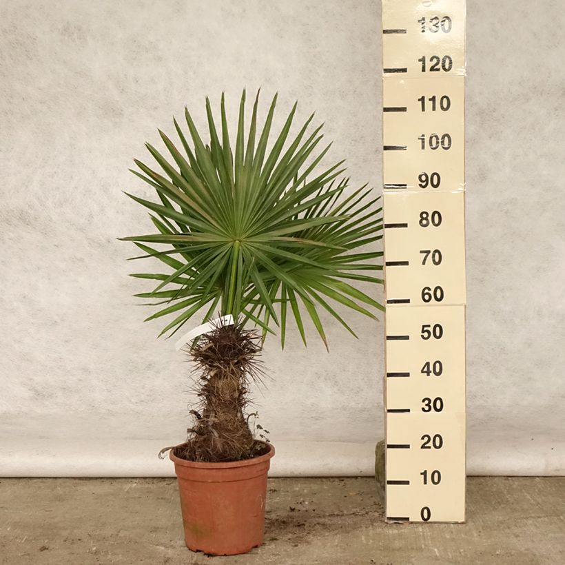 Exemplaar van Trithrinax campestris - Drietandpalm Pot van 7,5 l/10 l zoals geleverd in de zomer