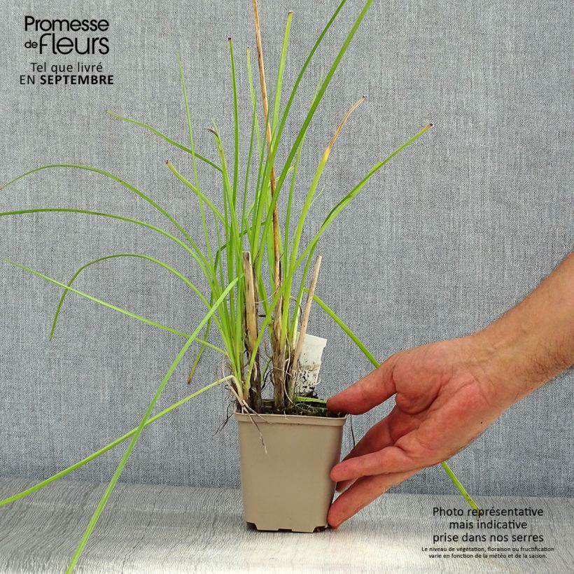 Exemplaar van Kniphofia Banana Popsicle - Vuurpijl Kweekpotje van 8/9 cm zoals geleverd in de zomer