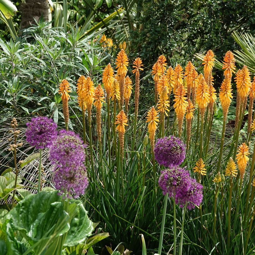 Kniphofia Mango Popsicle - Vuurpijl (Plant habit)