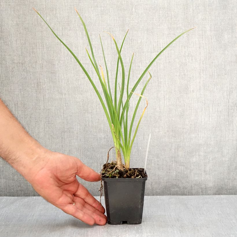 Exemplaar van Kniphofia Mango Popsicle - Vuurpijl Kweekpotje van 8/9 cm zoals geleverd in de zomer
