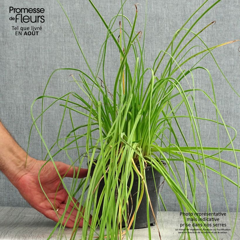 Exemplaar van Kniphofia Nancy's Red - Vuurpijl Pot van 2 l/3 l zoals geleverd in de zomer