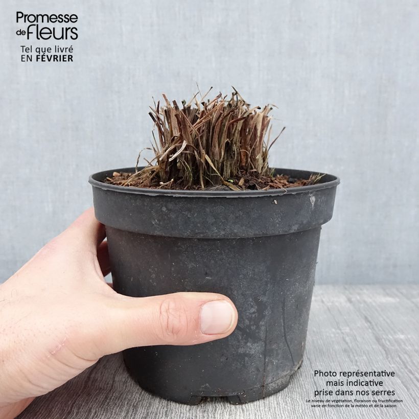 Example of Kniphofia Nancy's Red - Vuurpijl Pot van 2 l/3 l as you get in hiver