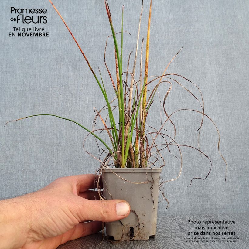 Exemplaar van Kniphofia Pineapple Popsicle - Vuurpijl Kweekpotje van 8/9 cm zoals geleverd in de herfst