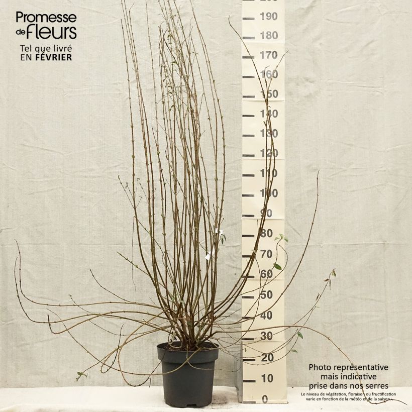 Example of Ligustrum vulgare Atrovirens - Wilde liguster Pot van 12 l/15 l as you get in hiver