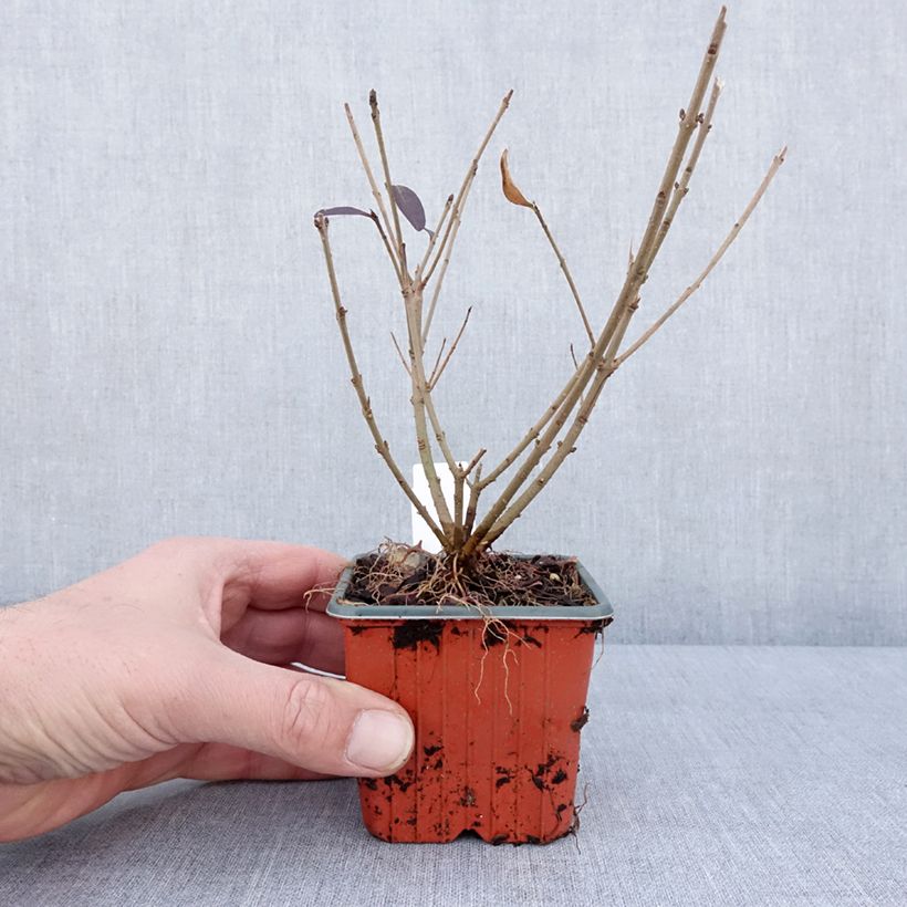 Example of Ligustrum vulgare Atrovirens - Wilde liguster Kweekpotje van 8/9 cm as you get in hiver