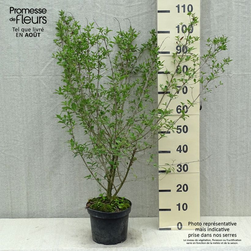 Exemplaar van Ligustrum vulgare Atrovirens - Wilde liguster Pot van 4 l/5 l zoals geleverd in de zomer