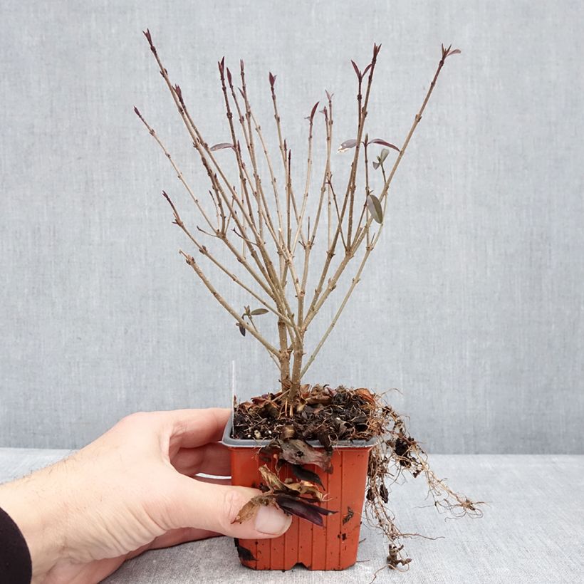 Exemplaar van Ligustrum vulgare Lodense - Wilde liguster Kweekpotje van 8/9 cm zoals geleverd in de winter