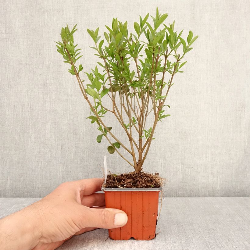 Exemplaar van Ligustrum vulgare Lodense - Wilde liguster Kweekpotje van 8/9 cm zoals geleverd in de lente