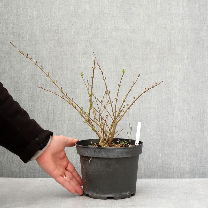 Exemplaar van Ligustrum vulgare Lodense - Wilde liguster Pot van 3 l/4 l zoals geleverd in de lente