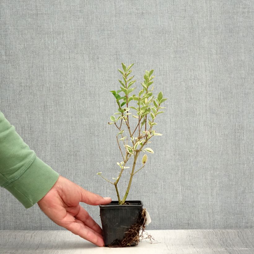 Exemplaar van Ligustrum ovalifolium Argenteum - Haagliguster Kweekpotje van 8/9 cm zoals geleverd in de zomer