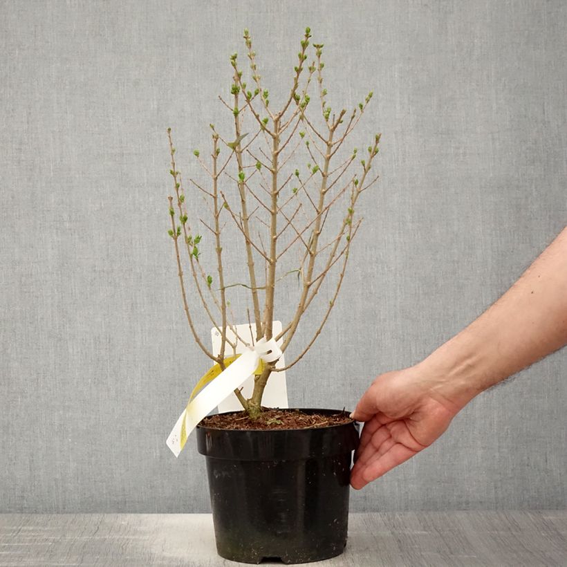 Exemplaar van Ligustrum ovalifolium Green Diamond - Haagliguster Pot van 2 l/3 l zoals geleverd in de lente