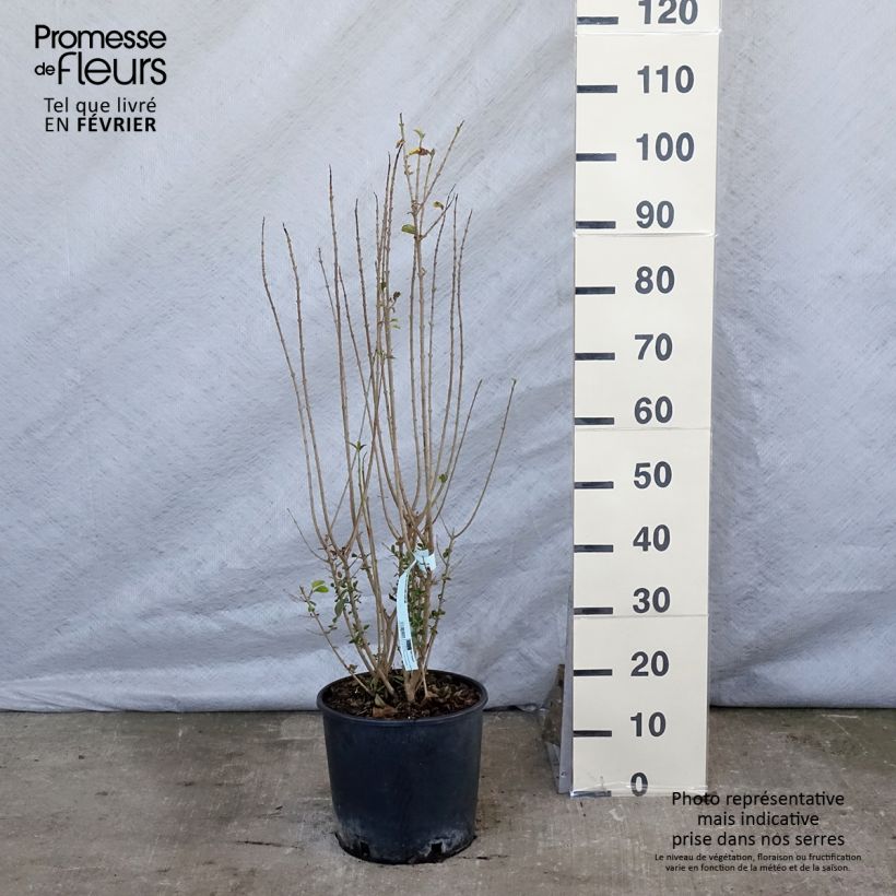Example of Troène doré  - Ligustrum ovalifolium Aureum Pot van 7,5 l/10 l as you get in hiver