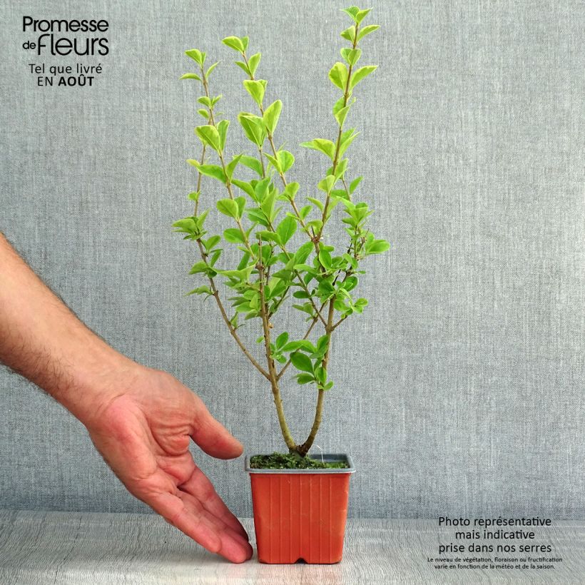 Exemplaar van Ligustrum ovalifolium Aureum - Haagliguster Kweekpotje van 8/9 cm zoals geleverd in de zomer