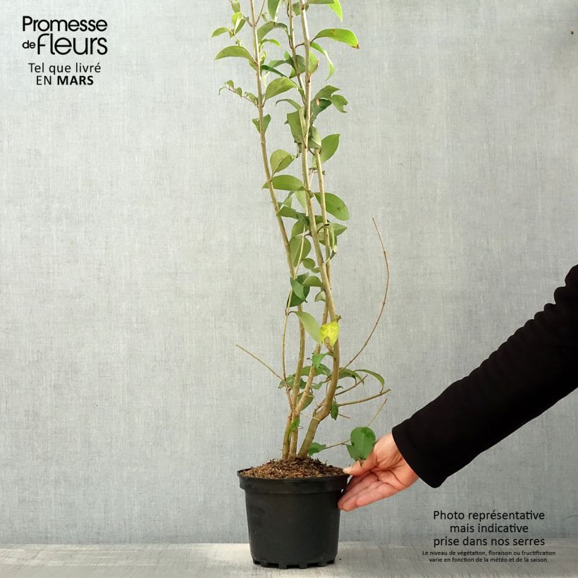 Exemplaar van Ligustrum japonicum - Japanse liguster Pot van 1,5 l/2 l zoals geleverd in de lente