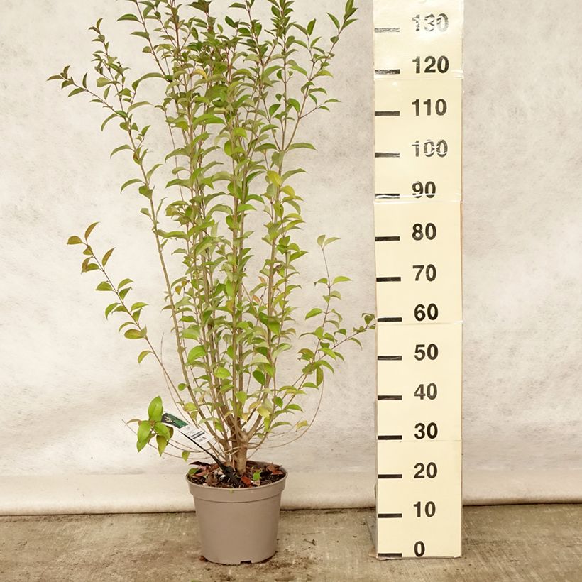 Exemplaar van Ligustrum japonicum - Japanse liguster Pot van 7,5 l/10 l zoals geleverd in de zomer