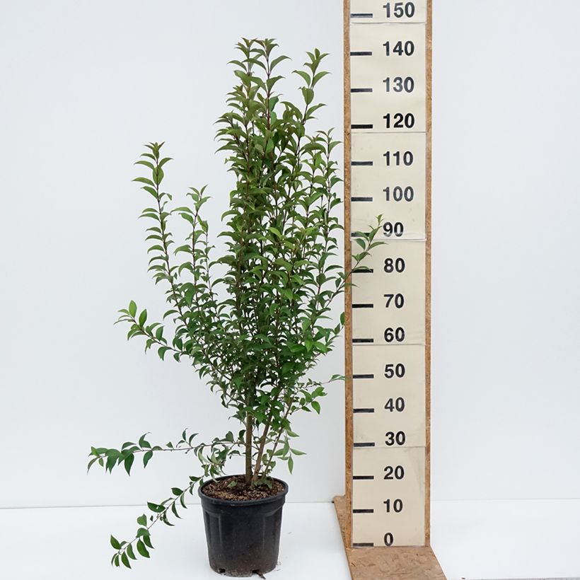 Exemplaar van Ligustrum japonicum - Japanse liguster Pot van 7,5 l/10 l zoals geleverd in de herfst